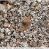 erebia iranica male4